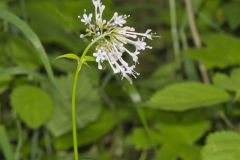 Largeflower Valerian, Valeriana pauciflora