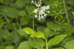 Largeflower Valerian, Valeriana pauciflora