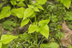 Largeflower Valerian, Valeriana pauciflora