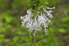 Largeflower Valerian, Valeriana pauciflora