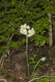 Largeleaf Waterleaf, Hydrophyllum macrophyllum