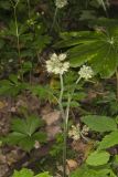 Largeleaf Waterleaf, Hydrophyllum macrophyllum