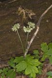 Largeleaf Waterleaf, Hydrophyllum macrophyllum