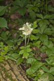 Largeleaf Waterleaf, Hydrophyllum macrophyllum