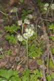 Largeleaf Waterleaf, Hydrophyllum macrophyllum