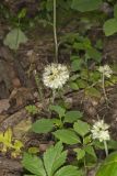 Largeleaf Waterleaf, Hydrophyllum macrophyllum