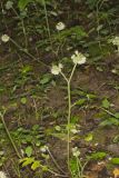 Largeleaf Waterleaf, Hydrophyllum macrophyllum
