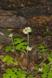 Largeleaf Waterleaf, Hydrophyllum macrophyllum