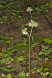 Largeleaf Waterleaf, Hydrophyllum macrophyllum