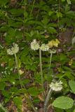 Largeleaf Waterleaf, Hydrophyllum macrophyllum