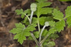Largeleaf Waterleaf, Hydrophyllum macrophyllum Largeleaf Waterleaf, Hydrophyllum macrophyllum