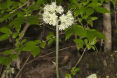 Largeleaf Waterleaf, Hydrophyllum macrophyllum