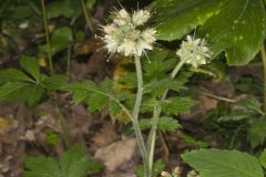 Largeleaf Waterleaf, Hydrophyllum macrophyllum Largeleaf Waterleaf, Hydrophyllum macrophyllum
