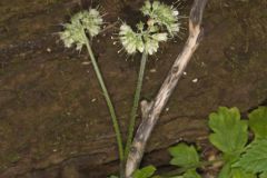 Largeleaf Waterleaf, Hydrophyllum macrophyllum Largeleaf Waterleaf, Hydrophyllum macrophyllum