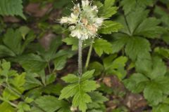 Largeleaf Waterleaf, Hydrophyllum macrophyllum