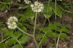 Largeleaf Waterleaf, Hydrophyllum macrophyllum Largeleaf Waterleaf, Hydrophyllum macrophyllum