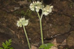 Largeleaf Waterleaf, Hydrophyllum macrophyllum Largeleaf Waterleaf, Hydrophyllum macrophyllum