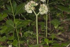 Largeleaf Waterleaf, Hydrophyllum macrophyllum Largeleaf Waterleaf, Hydrophyllum macrophyllum
