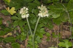 Largeleaf Waterleaf, Hydrophyllum macrophyllum Largeleaf Waterleaf, Hydrophyllum macrophyllum