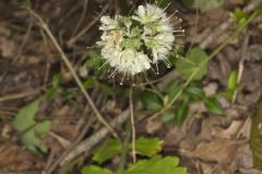 Largeleaf Waterleaf, Hydrophyllum macrophyllum Largeleaf Waterleaf, Hydrophyllum macrophyllum