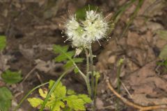Largeleaf Waterleaf, Hydrophyllum macrophyllum Largeleaf Waterleaf, Hydrophyllum macrophyllum