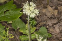 Largeleaf Waterleaf, Hydrophyllum macrophyllum Largeleaf Waterleaf, Hydrophyllum macrophyllum