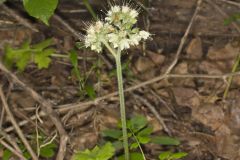 Largeleaf Waterleaf, Hydrophyllum macrophyllum Largeleaf Waterleaf, Hydrophyllum macrophyllum