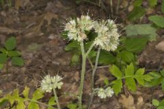 Largeleaf Waterleaf, Hydrophyllum macrophyllum Largeleaf Waterleaf, Hydrophyllum macrophyllum