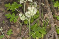 Largeleaf Waterleaf, Hydrophyllum macrophyllum Largeleaf Waterleaf, Hydrophyllum macrophyllum