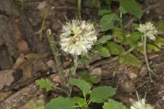Largeleaf Waterleaf, Hydrophyllum macrophyllum Largeleaf Waterleaf, Hydrophyllum macrophyllum