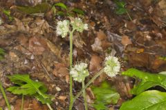 Largeleaf Waterleaf, Hydrophyllum macrophyllum Largeleaf Waterleaf, Hydrophyllum macrophyllum