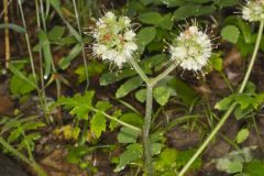 Largeleaf Waterleaf, Hydrophyllum macrophyllum Largeleaf Waterleaf, Hydrophyllum macrophyllum