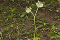 Largeleaf Waterleaf, Hydrophyllum macrophyllum Largeleaf Waterleaf, Hydrophyllum macrophyllum