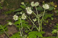 Largeleaf Waterleaf, Hydrophyllum macrophyllum Largeleaf Waterleaf, Hydrophyllum macrophyllum