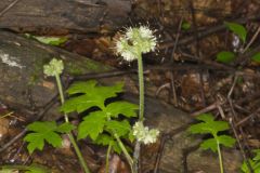 Largeleaf Waterleaf, Hydrophyllum macrophyllum Largeleaf Waterleaf, Hydrophyllum macrophyllum