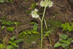 Largeleaf Waterleaf, Hydrophyllum macrophyllum