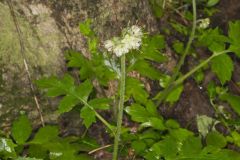 Largeleaf Waterleaf, Hydrophyllum macrophyllum Largeleaf Waterleaf, Hydrophyllum macrophyllum
