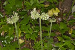 Largeleaf Waterleaf, Hydrophyllum macrophyllum Largeleaf Waterleaf, Hydrophyllum macrophyllum