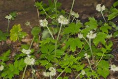 Largeleaf Waterleaf, Hydrophyllum macrophyllum