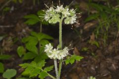 Largeleaf Waterleaf, Hydrophyllum macrophyllum