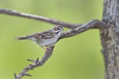 Lark Sparrow, Chondestes grammacus