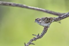 Lark Sparrow, Chondestes grammacus