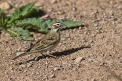 Lark Sparrow, Chondestes grammacus