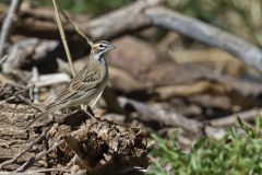 Lark Sparrow, Chondestes grammacus