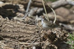 Lark Sparrow, Chondestes grammacus
