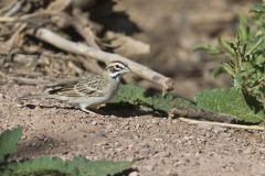 Lark Sparrow, Chondestes grammacus