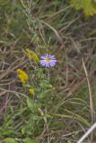 Late Purple Aster, Symphyotrichum patens