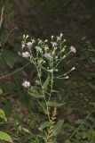 Late Purple Aster, Symphyotrichum patens