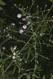 Late Purple Aster, Symphyotrichum patens