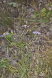 Late Purple Aster, Symphyotrichum patens